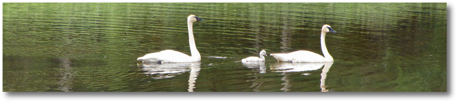 Swans2.jpg
