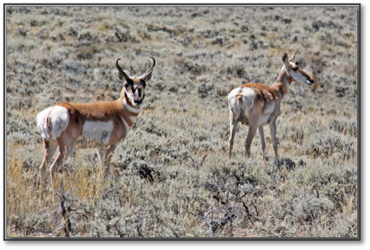 Pronghorn-1.jpg