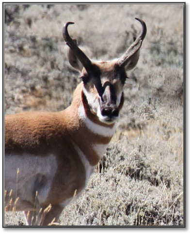 Pronghorn-2.jpg