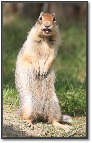 squirell.JPG