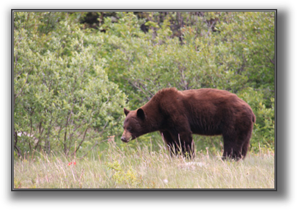 BearLft.JPG