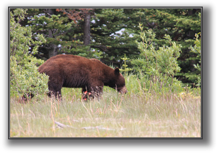 BearRt.JPG