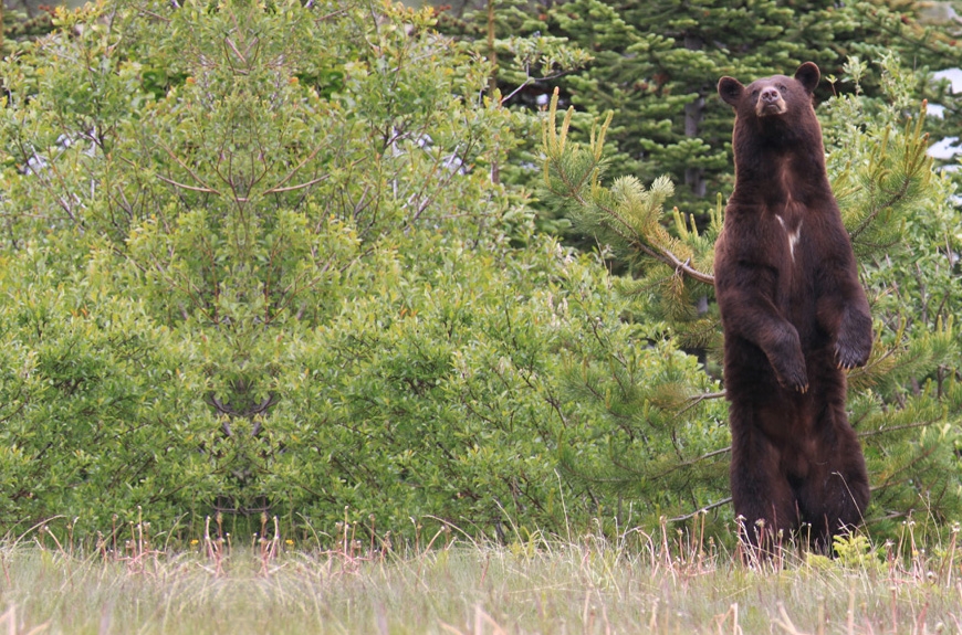 Bear_up.JPG