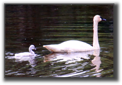 Swans.jpg