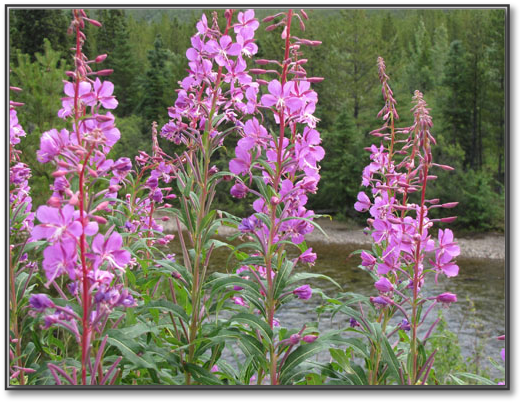 Fireweed.jpg