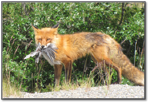 Fox.jpg