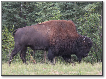 Buffalo.jpg