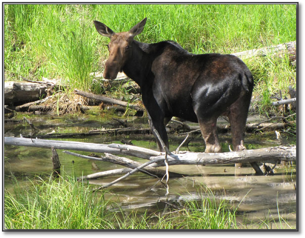 Moose.jpg