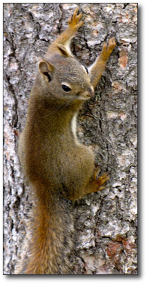 Squirrel.jpg