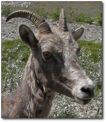 Stone'sSheep.jpg
