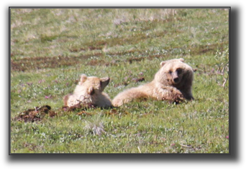BearsSM.jpg
