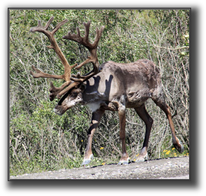 Caribou.JPG