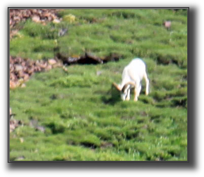 Dahl Sheep.JPG