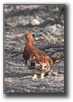 Ptarmign.JPG