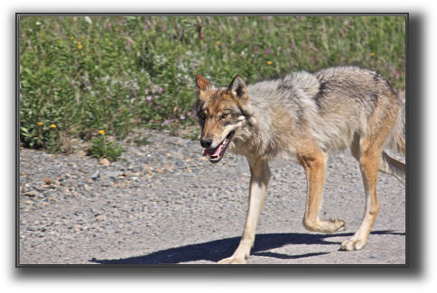 Wolf.JPG