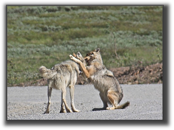 Wolves.JPG