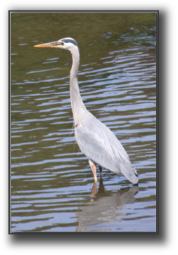 The Heron.jpg