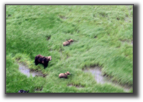 IMG_0118-bears.jpg