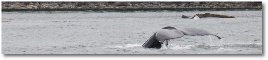 Humpback2a.jpg