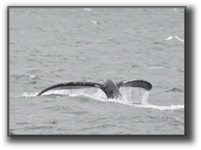 Humpback5.jpg