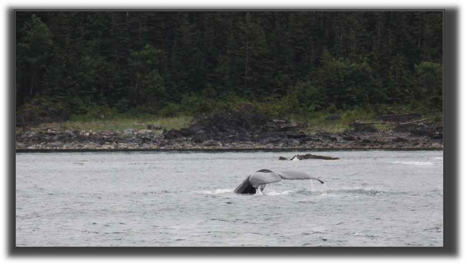 HumpbackTail.jpg