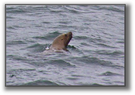 Sealinwater.JPG