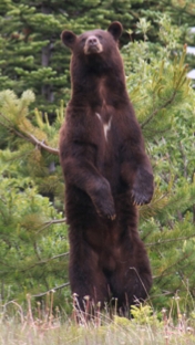 Bear_up.JPG